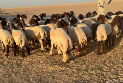 جذعات نعيم خصم الخصم 62راس index