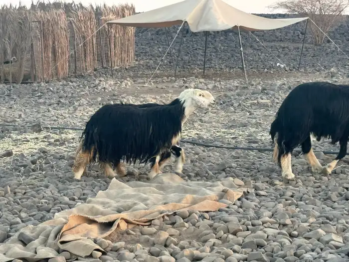 مراح نجد 8
