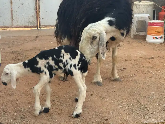 شاة نجدية معها طلي 1
