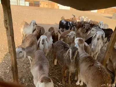 بهم سواكن index