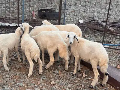 بهم تربية index