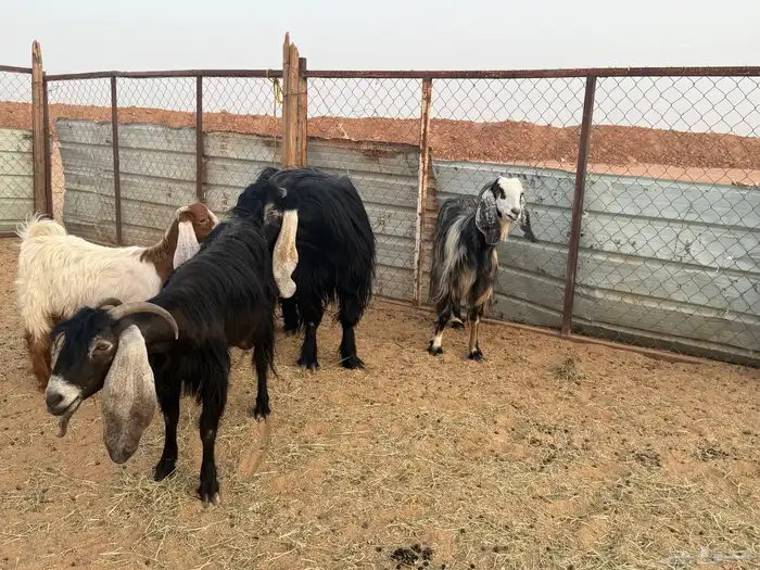 البيع تيس فحل عارضي في الخرج 2