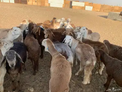 بهم سواكن index