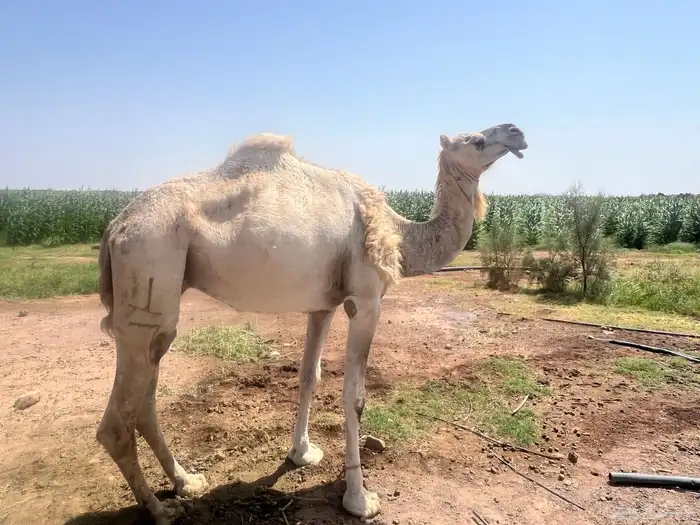 ناقتين فطر للبيع مافي حد الجاد يتواصل واتس 4