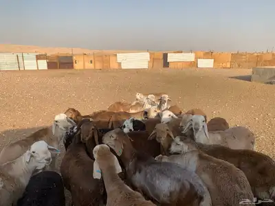 بهم سواكن index