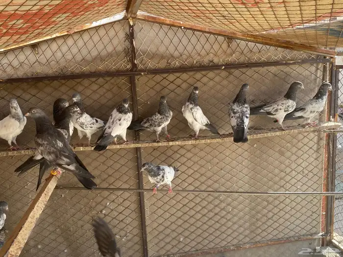 للبيع طبات العدد حوالي ال35 2