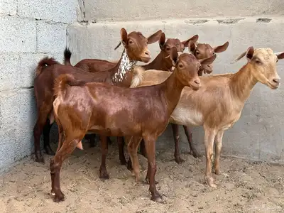غنم محايل index