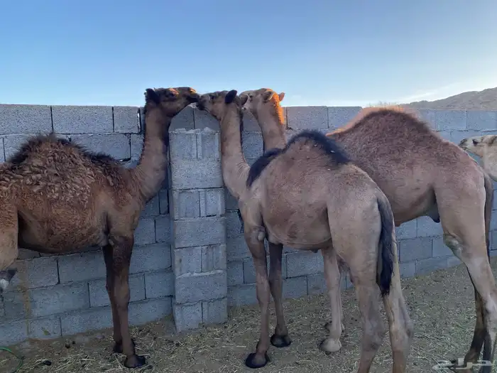 حشو طيبة على الحليب والخبز 1