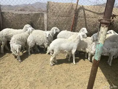 ارخال مقنوي index