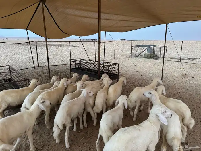 بهم تربيه نظيف شعره وطرف الحد 970 2