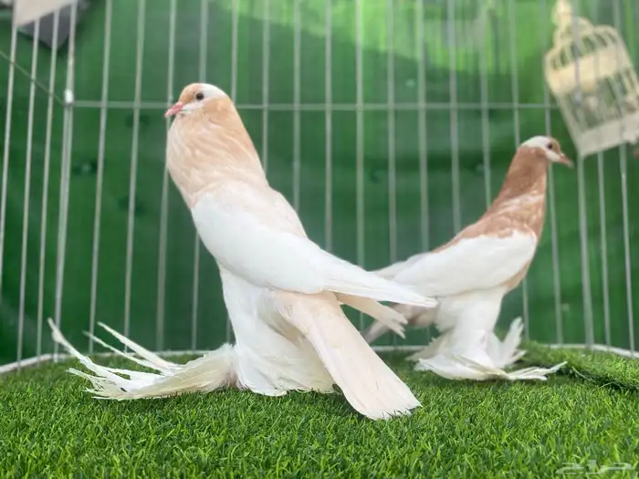 نفاخ مسوبع 0