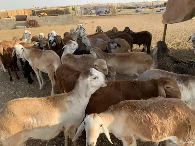 بهم سواكن index