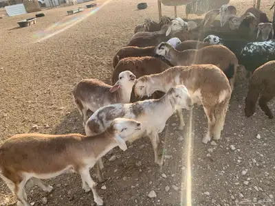 بهم سواكن index