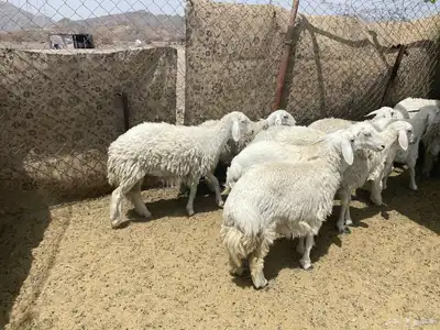 ارخال مقنوي index