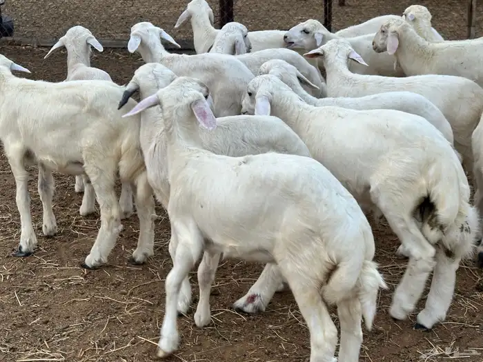 بهم حري مراح واحد طرف وشعره بيضاء ونظاف( تم البيع ) 0