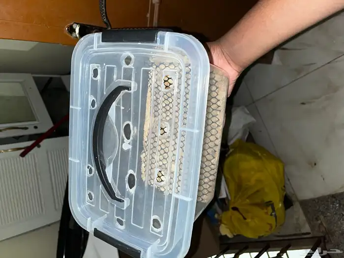 حضانه فروخ تناسب جميع الببغاوات المتوسطه 0