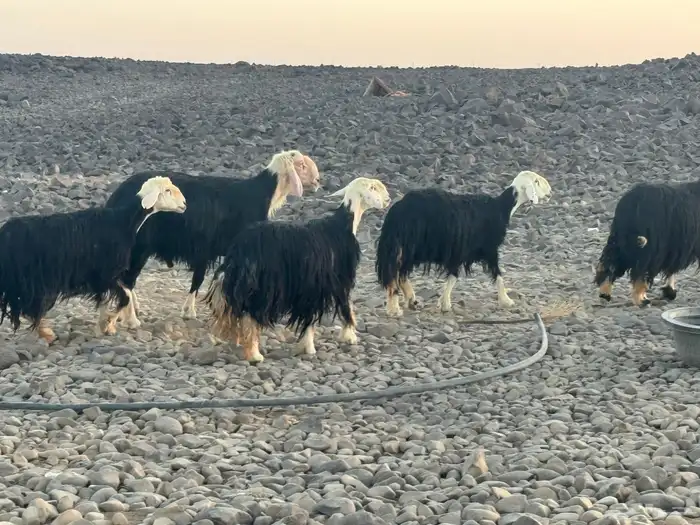 مراح نجد 7