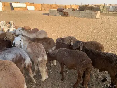 بهم سواكن index