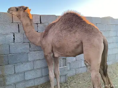 حشو طيبة على الحليب والخبز index