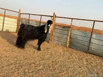 البيع تيس فحل عارضي في الخرج index