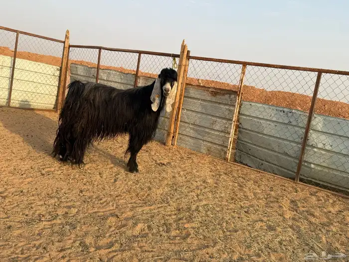 البيع تيس فحل عارضي في الخرج 4