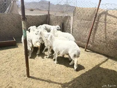 ارخال مقنوي index