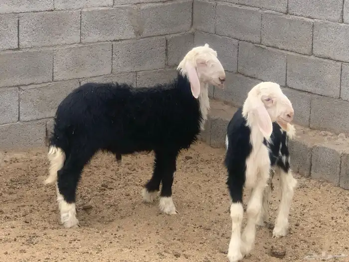 للبيع طليان نجد سمان ونظيفه شرط 2
