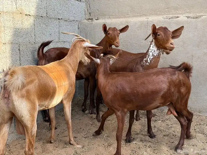 غنم محايل 2