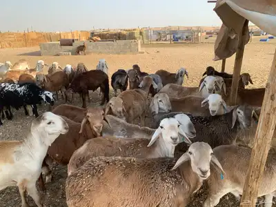 بهم سواكن index