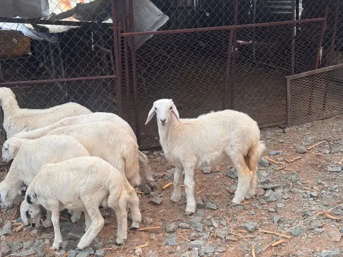بهم تربية 5