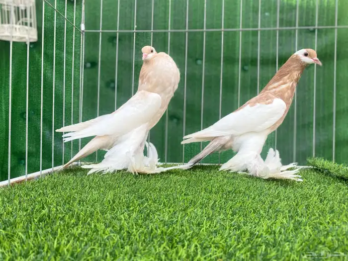 نفاخ مسوبع 4