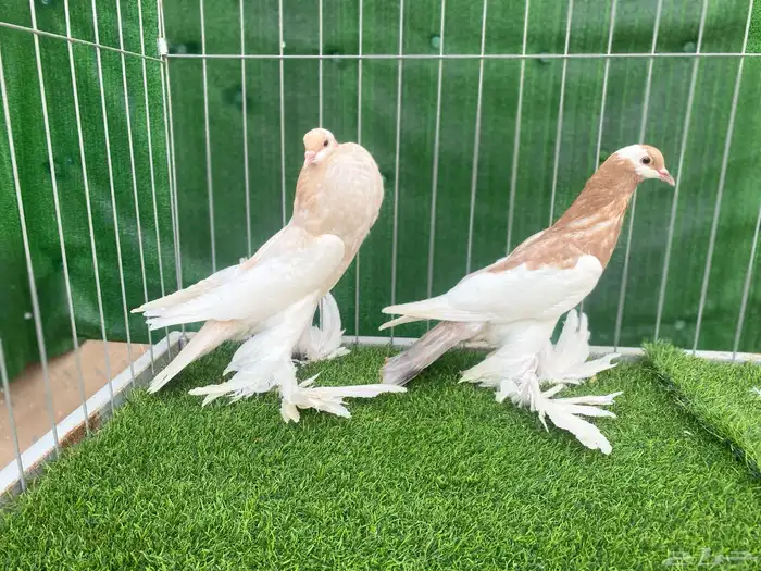 نفاخ مسوبع 3