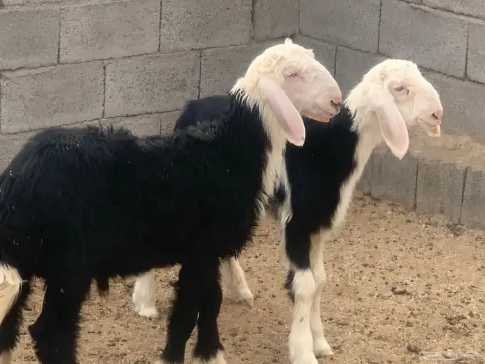 للبيع طليان نجد سمان ونظيفه شرط 0