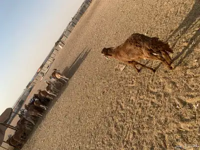 بهم سواكن index