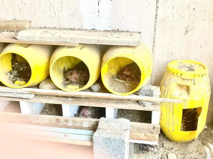 دجاج ماكنتوش العربي القديم 32