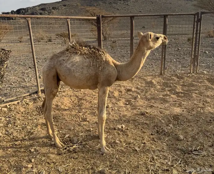 قعود للبيع 1