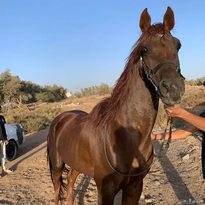 حصان شعبي سبوق وطرب العمر6سنوات 3