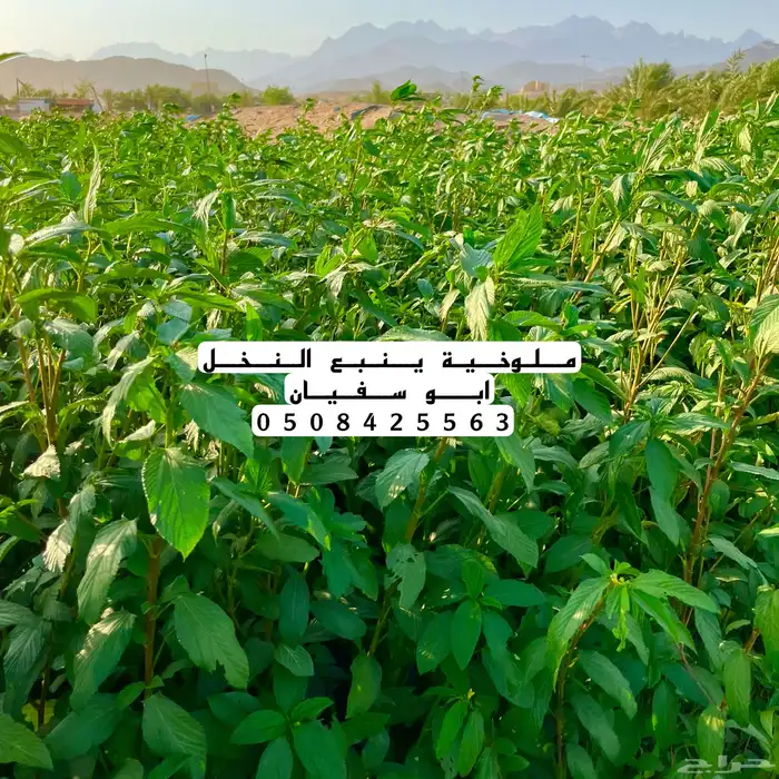 ملخوية ينبع النخل 3
