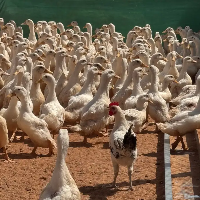 بط بكيني 0