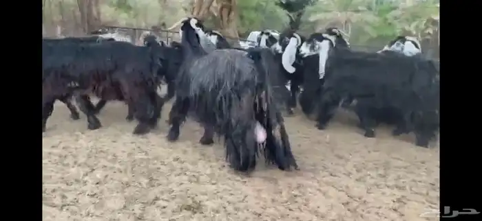 للبيع 11 راس معزا عوارض صنف 3
