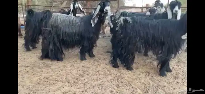 للبيع 11 راس معزا عوارض صنف 6