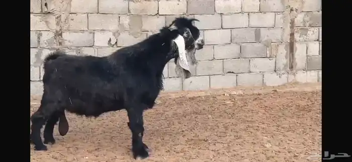 تيس عارضي 2