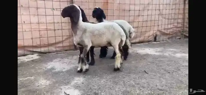 للبيع 3 رخال نعيم صنف 0
