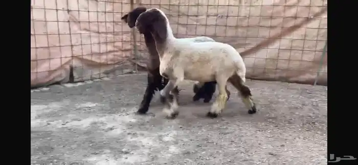 للبيع 3 رخال نعيم صنف 2