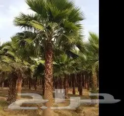 نخيل واشنطن (واشنطني) نخل 0