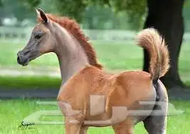 حلاق خيل في الرياض 0