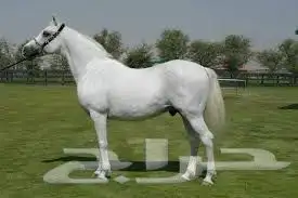 حصان سوري بيور index