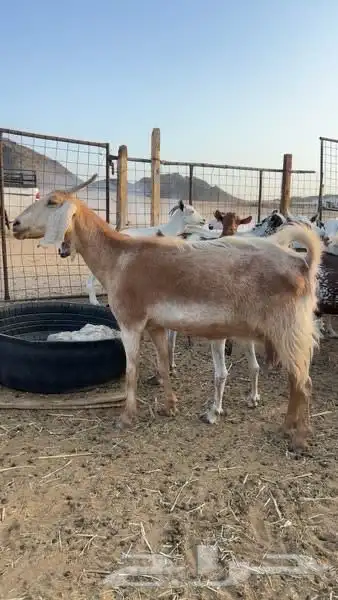معزا للبيع 7