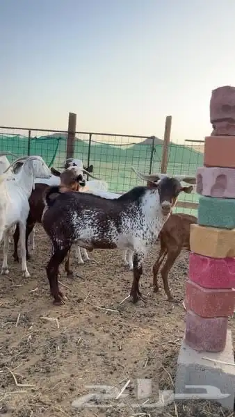 معزا للبيع 5