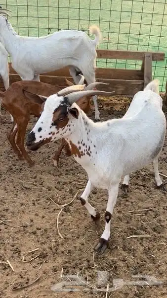 معزا للبيع 2